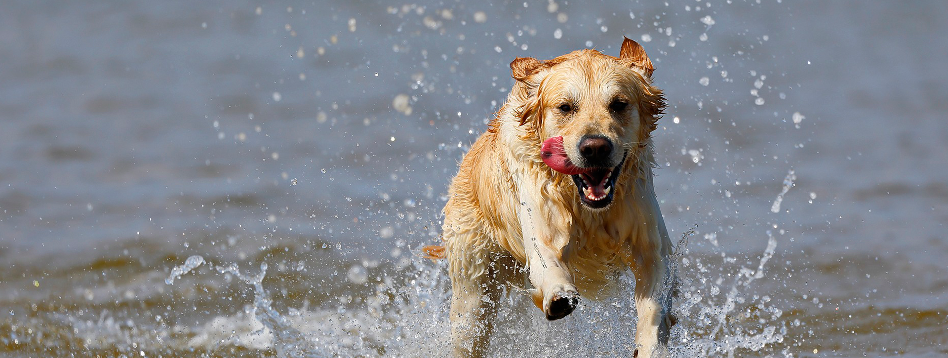 Mandurah Dog Training | Professional Dog Training Services